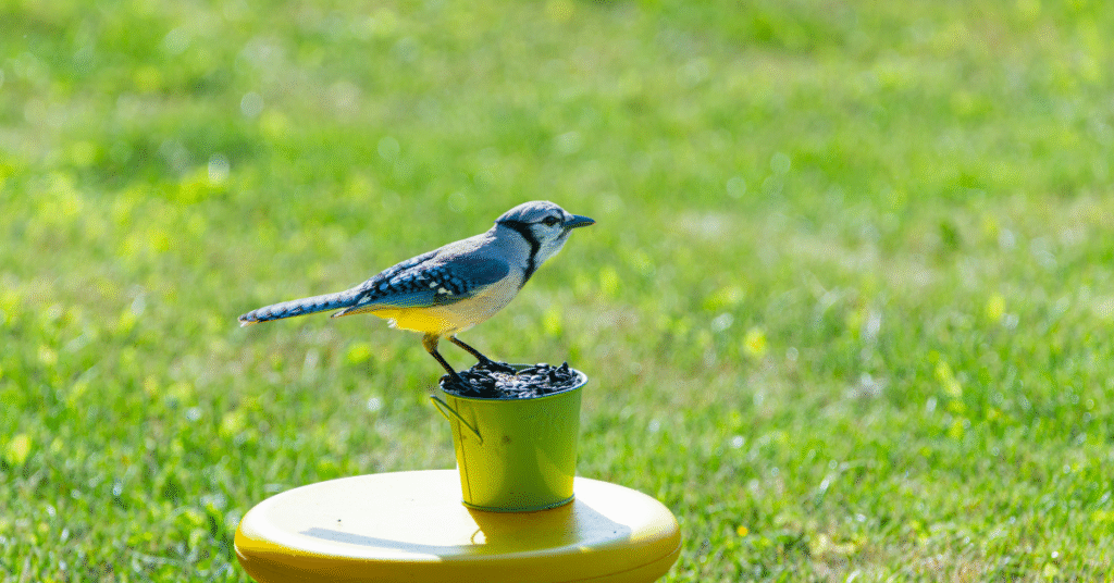 Wild Bird Seed A Nutritious Treat for Your Feathered Friends