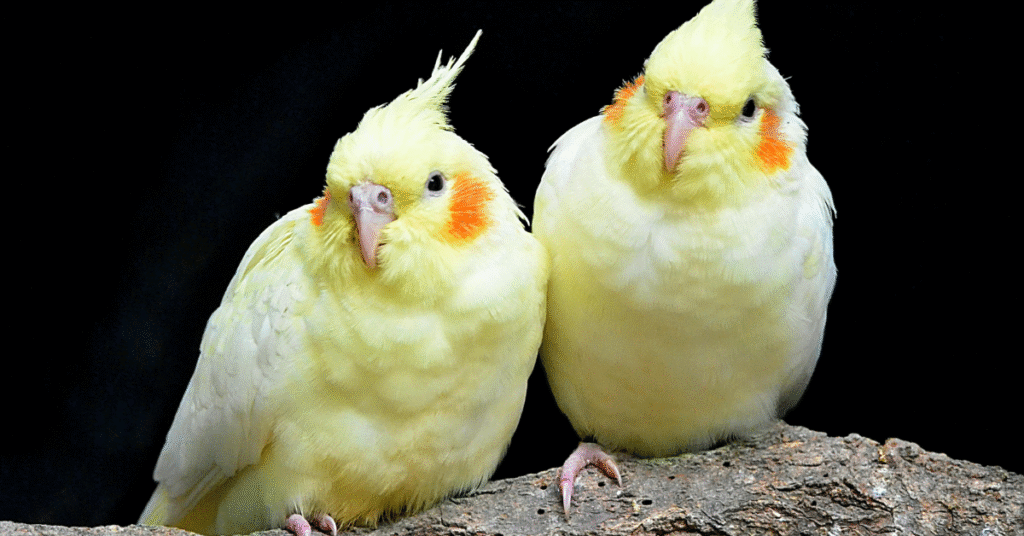 Best Pet Birds Everything You Need to Know Before Buying