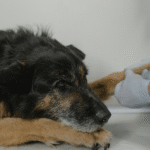 Dog Paw Cleaner Clean, Healthy & Mess-Free Dog’s Paws