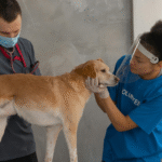 Vet Recommended Dog Treats Safe Ingredients, Nutritious & Great Taste