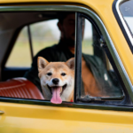 Best Dog Car Seat Cover Safe, Clean & Stress-Free Travel